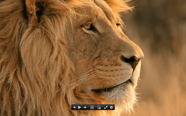 lion quick look