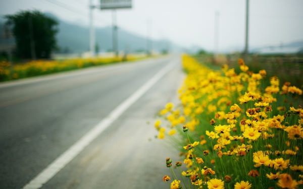 Roadside