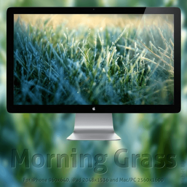 Morning Grass
